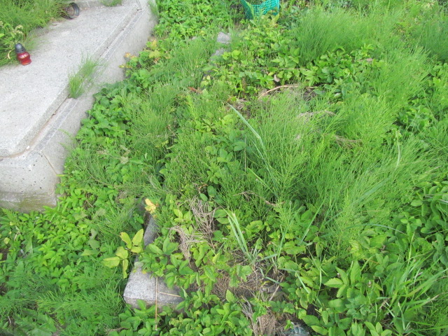  NN Chorzów - Grobonet - Wyszukiwarka osób pochowanych