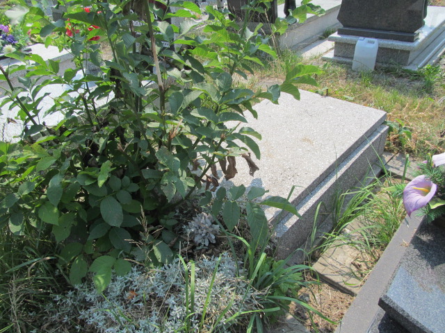 Joanna Moj 1882 Chorzów - Grobonet - Wyszukiwarka osób pochowanych